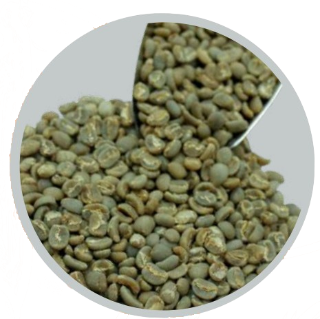 gayo robusta