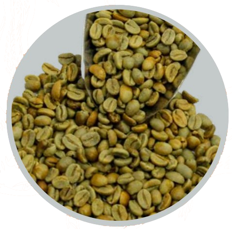 gayo robusta